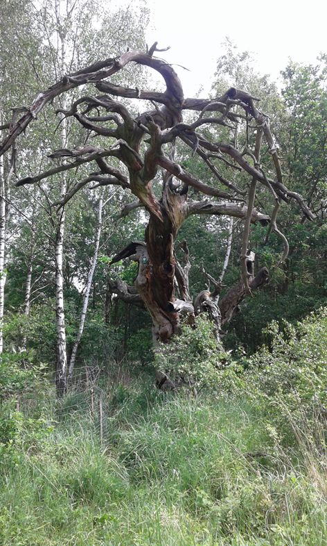 Zdjęcie przedstawia pomnik przyrody – nadpaloną podczas pożaru, dziś już martwą sosnę. Fot. Archiwum Nadleśnictwa