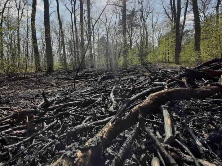 Zdjęcie przedstawia teren po pożarze lasu w leśnictwie Złotkowo. Fot. Archiwum Nadleśnictwa